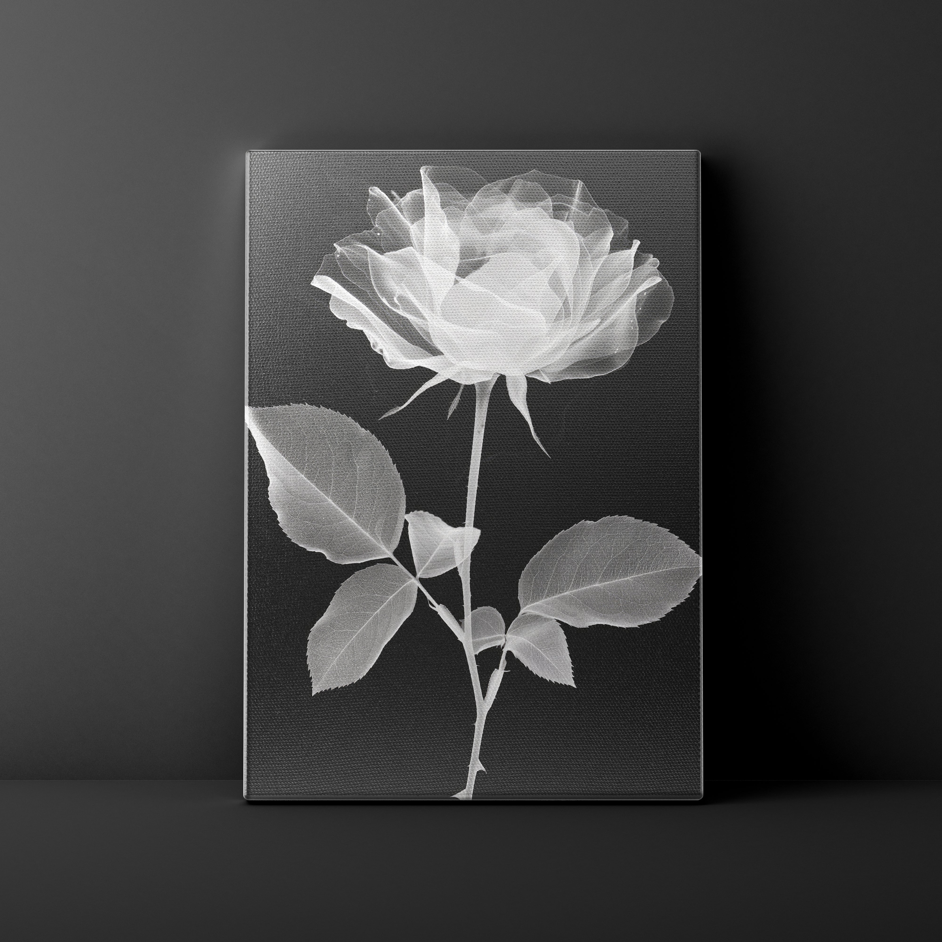 X-ray image of a rose on a dark background