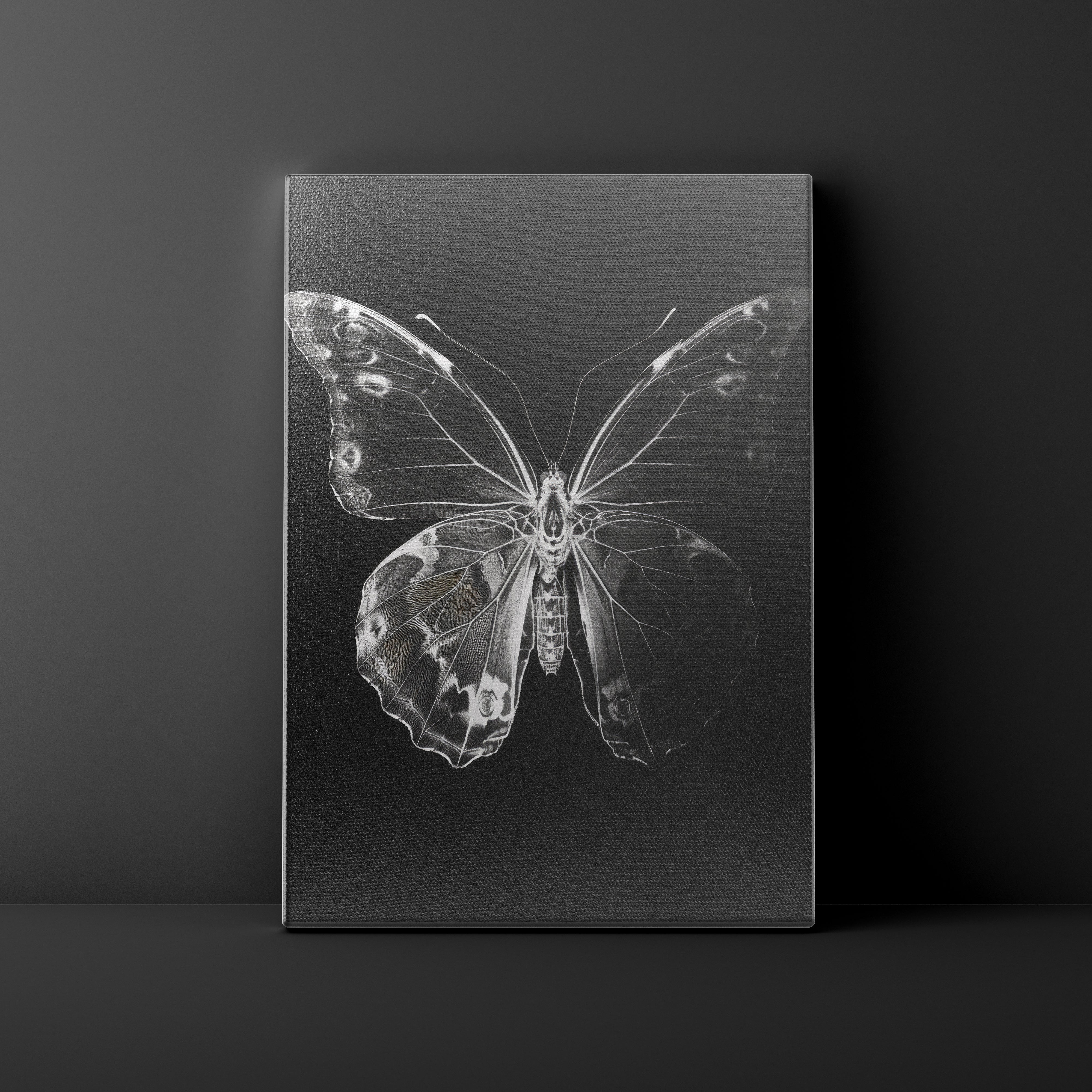 Canvas print of a butterfly on a black background