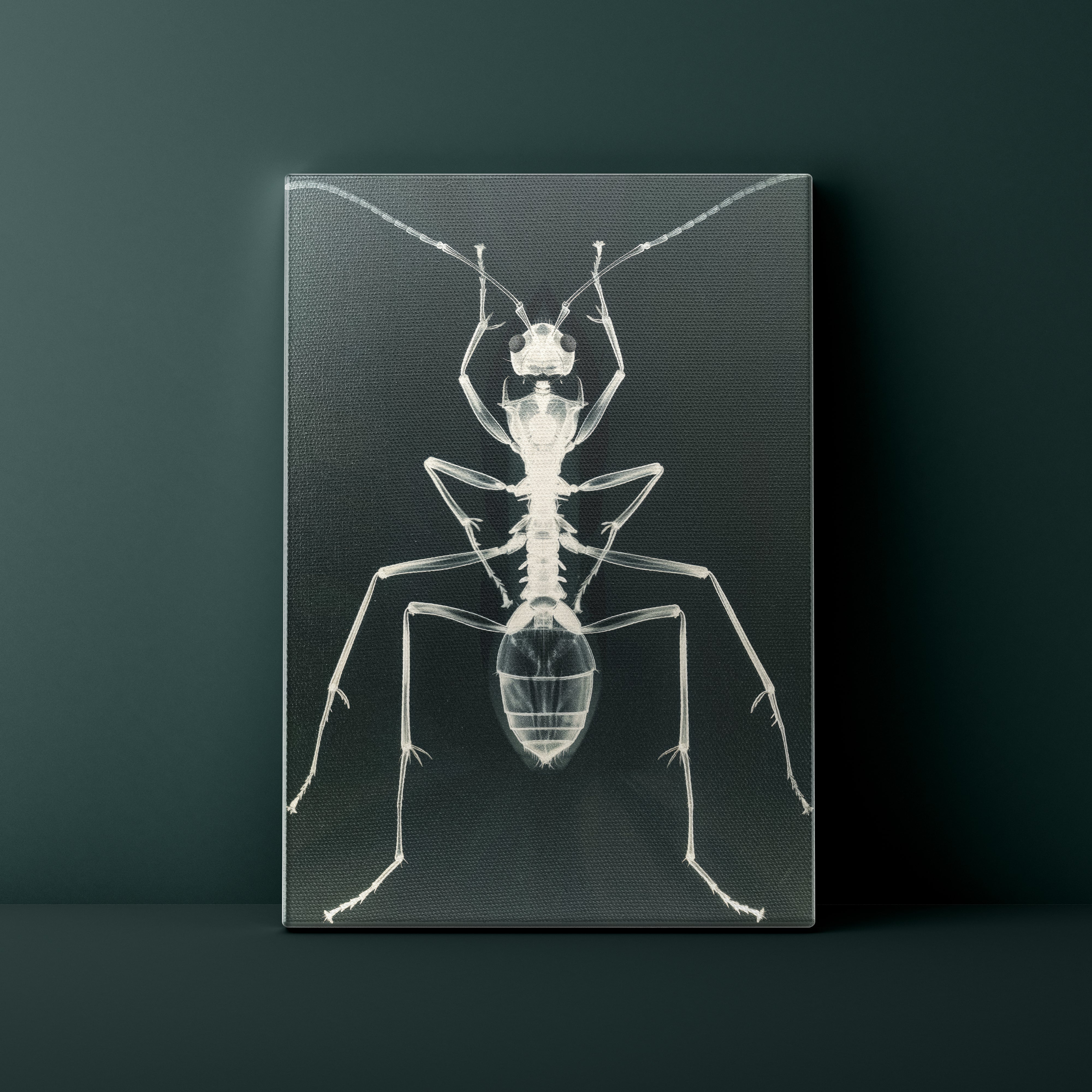 Canvas print of an ant's X-ray skeleton on a dark background
